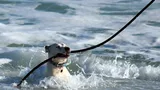 Brain Training For Dogs Review: What Is All About?